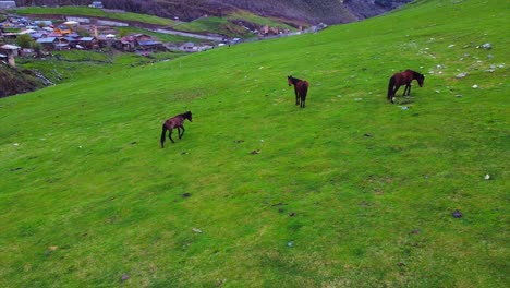 Aerial-follow-shot-of-3-horses-trotting-along-highland-grassland