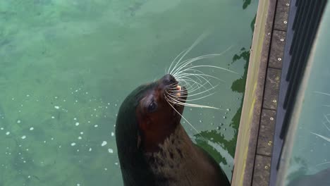 Feeding-a-playful-sea-lion-or-fur-seal-with-fish,-agilely-catches-with-its-mouth,-close-up-shot