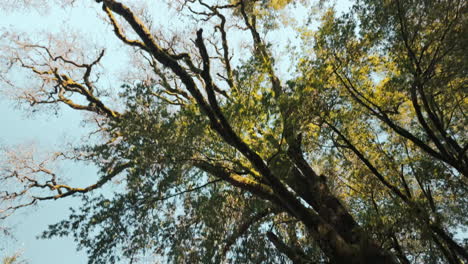 Toma-Cinematográfica-Mirando-Hacia-Arriba-Mientras-Los-árboles-Pasan-En-El-Bosque,-Incluidos-Grandes-Robles-Y-árboles-Nativos-De-California