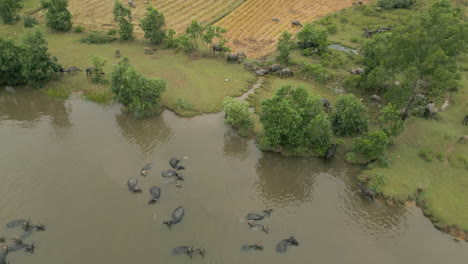 Wasserbüffel-Laufen-Frei-über-Die-örtliche-Farm-In-Lang-Co.,-Vietnam