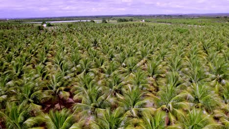 Field-of-coconut-plants-as-far-as-the-eye-can-see,-blue-sky-background