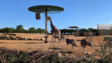 African-animals-fauna-giraffe,-eland-antelope,-Attica-Zoological-Park-Athens-Greece