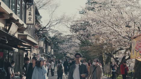 Turistas-Caminando-Bajo-Los-Florecientes-árboles-De-Sakura-En-Kanazawa,-Japón---Cámara-Lenta