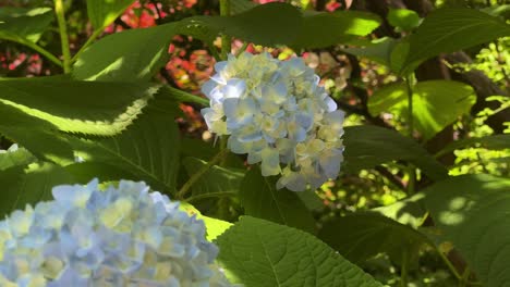 Blue-hydrangeas-blooming-in-a-lush-garden-setting-with-sunlight-filtering-through-green-leaves