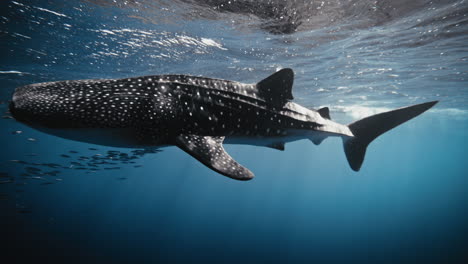 Magnificient-low-angle-looking-up-of-whale-shark-in-slow-motion-rolling-along-surface-underwater