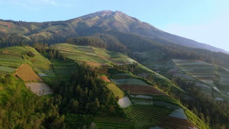 Colorful-fields-on-cultivated-mountain-Sumbing-in-Indonesia,-aerial-sideways