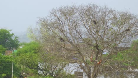 Ein-Alter-Getrockneter-Baum-Mit-Vogelnestern-Und-Waben-In-Einem-Dorf-Im-Chambal-Tal-In-Morena,-Indien