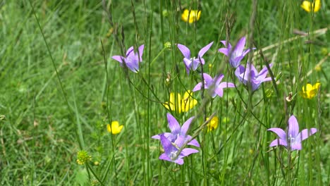 Close-up-view-of-wildflowers-in-a-grassy-area