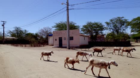 Rebaño-De-Cabras-Familiares-Caminando-Por-La-Ubicación-De-Un-Pequeño-Pueblo-Brasileño