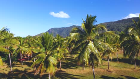 4K-Drone-Video-of-lush-green-palm-tree-surrounded-by-green-mountains-next-to-the-ocean-in-Tropical-North-Queensland,-Australia