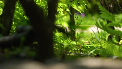 Pequeñas-Golondrinas-Jugando-En-El-Nivel-Del-Suelo-Dentro-De-Un-Arbusto-Verde