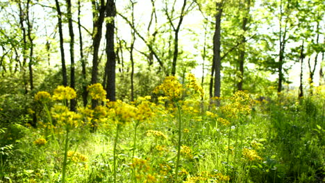 Fokusverschiebung-Von-Gelben-Blumen-Zum-Hintergrundwald-In-Warmem-Licht