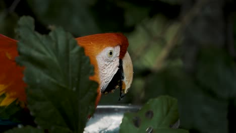 Feeding-Red-Macaw-Bird-Behind-Green-Foliage