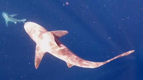 Sandbar-Shark-swimings-up-from-depths-of-ocean-towards-sunny-ocean-surface