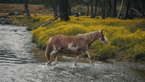 Brown-Wild-Horse-With-White-Spots-Crossing-The-River-In-Springtime