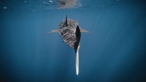 Tail-caudal-fin-sways-obscuring-dorsal-fin-in-water,-whale-shark-in-slow-motion-swimming