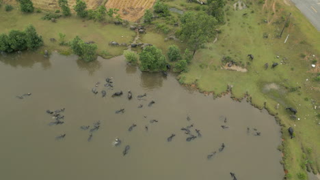 Manada-De-Búfalos-De-Agua-Relájese-En-El-Río-Cerca-De-Lang-Co-Vietnam-Drone-Disparado-Desde-Arriba