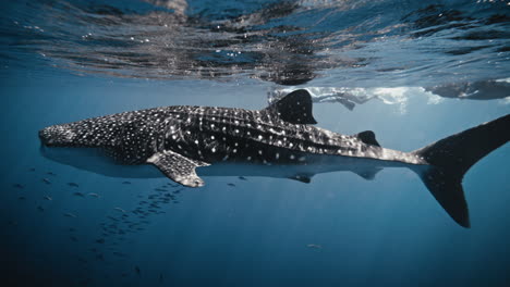 Whale-shark-swims-in-shimmering-beautiful-waters-reflecting-surface-in-glassy-light-rays