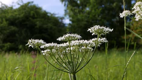 A-fly-on-an-umbellifer-flower-in-a-meadow-in-late-Spring