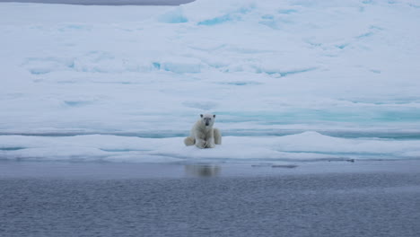 Polar-Bear-Relaxing-on-Ice-and-Looking-at-Camera,-Slow-Motion,-Wild-Animal-in-Natural-Habitat