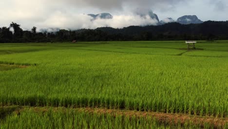 Tiefflug-über-Eine-Herrliche-Reisplantage-Mit-Leuchtend-Grünen-Feldern,-Die-Zur-Ernte-Bereit-Sind