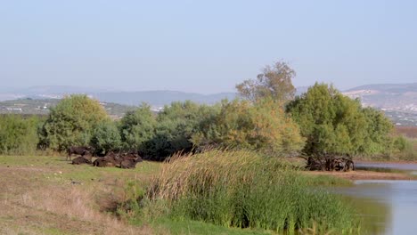 Reserva-Natural-De-Búfalos-De-Agua,-Kiryat-Bialik,-Israel-29/05/2024