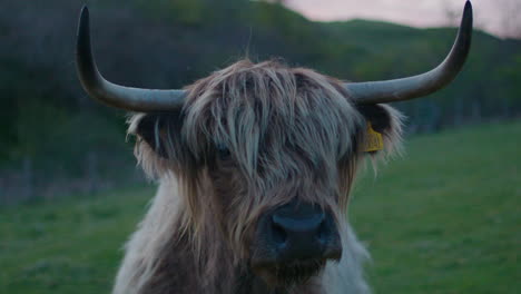 Close-up-handheld-shot-of-Highland-Cow-face-looking-at-camera,-Scotland