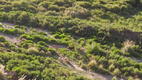 Bird's-eye-view-with-a-drone-of-a-shepherd-herding-sheep