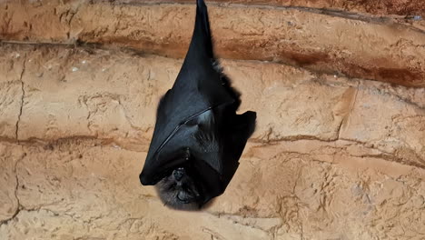 A-bat-hangs-upside-down-with-its-wings-wrapped-around-its-body-against-a-textured-cave-wall