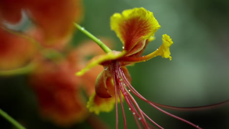 close-up-Royal-poinciana-flower,-a-red-with-yellow-edge-flower,caesalpinia-pulcherrima-flower-or-rajamalli-in-nature-garden
