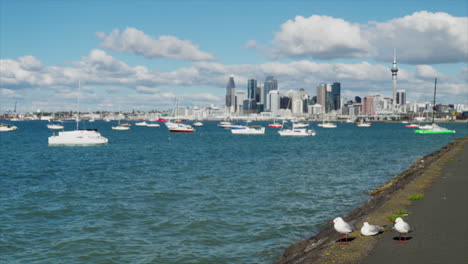 Seagulls-sitting-on-a-pier-with-Auckland-city-skyline-behind-on-a-sunny-day,-New-Zealand