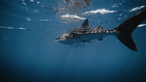 Low-rear-view-of-whale-shark-in-slow-motion-swimming-with-tail-caudal-fin-swaying