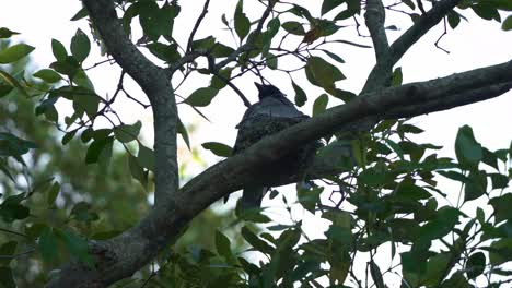 Black-faced-cuckooshrike,-coracina-novaehollandiae-native-to-Australia,-mother-and-its-baby-chick-spotted-nesting-on-top-of-the-tree-during-breeding-season