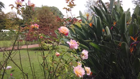 Pale-Pink-orange-roses-graden-closeup-shot-greenery-around-green-autumnal-plants
