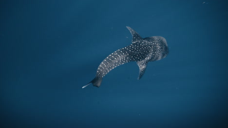 Vertical-view-of-whale-shark-swimming-into-depths-of-deep-blue-ocean-water-in-slow-motion
