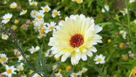 Yellow-flower-in-full-bloom-surrounded-by-white-daisies-in-a-green-meadow