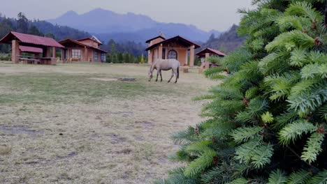 Woods-or-Mexican-Forest-with-horse-and-cabin,-volcanoes-in-background