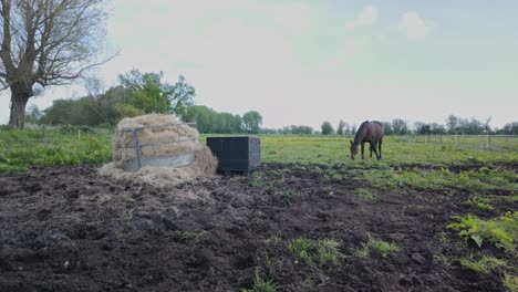 Horse-grazes-in-open-muddy-field-enclosure-with-straw-haystack