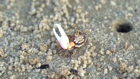 A-wild-male-sand-fiddler-crab-with-a-single-enlarged-claw,-foraging-and-sipping-minerals-from-the-sandy-beach,-consuming-micronutrients-and-forming-small-sand-pellets,-close-up-shot