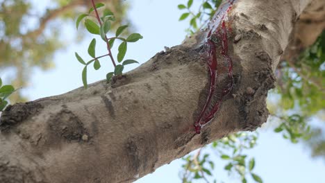 Frisches-Blut-Läuft-Einen-Baumstamm-Hinunter