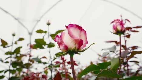 Weiße-Rose-Mit-Etwas-Rot-Auf-Den-Blütenblättern