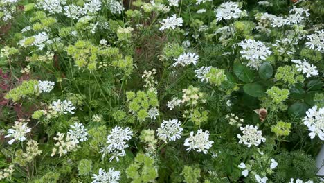 Weiße-Blumen-Blühen-Zwischen-Grünem-Laub-In-Einer-Ruhigen-Gartenumgebung