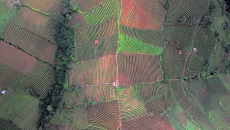 Terrazas-De-Plantaciones-Panyaweuyan-Espectaculares-Cultivos-Agrícolas-A-Rayas-Abrazando-Las-Laderas-Volcánicas-Del-Paisaje-De-Indonesia