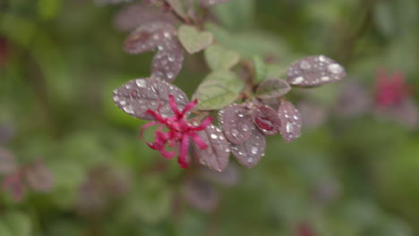 Hermosas-Flores-Rosadas-En-Flor-Sobre-Fondo-Borroso-En-El-Jardín,-Flor-Roja-De-Loropetalum-Chinense