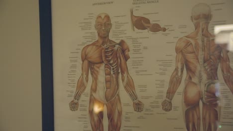 Presentar-Una-Exposición-Que-Muestra-Un-Retrato-Completo-Del-Sistema-Muscular-Humano.