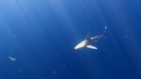 Sandbankhai-Schwimmt-Unter-Der-Meeresoberfläche-Im-Blauen-Wasser-Mit-Sonnenstrahlen-Durchscheinen