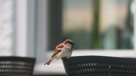 Sparrow-on-a-chair-in-a-public-cafe