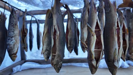 Freshly-caught-lake-fish-are-hung-on-a-traditional-wooden-rack-to-dry-naturally-under-the-sun
