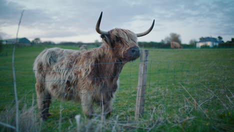 Long-Haired-Brown-Highland-Cow-with-Big-Horns-in-Scottish-Farm-SLOMO
