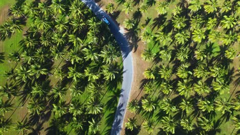 4K-drone-video-with-a-birds-eye-view-of-a-camper-van-driving-on-a-road-that-cuts-through-a-field-of-palm-trees-in-Tropical-North-Queensland,-Australia